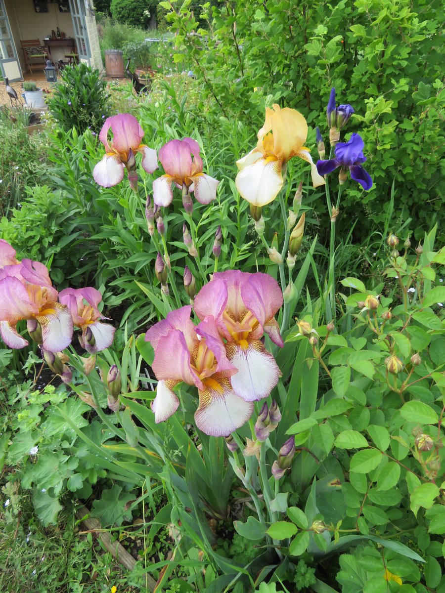 mikes_garden's tweet photo. Currently my favourite area of the garden, the collection of Cedric Morris Irises. Benton Susan, Deirdre and Nigel ( not the most glamorous names, but gorgeous all the same). #irises #CedricMorris #BentonIris @BritishIrisSoc @GWandShows @GWmag @The_RHS https://t.co/iwZ1jXCfzx
