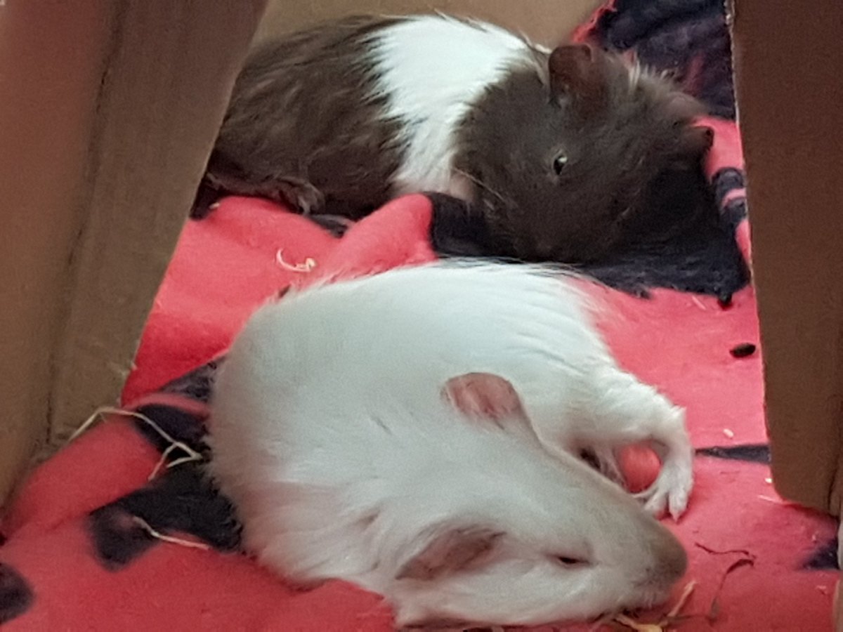 Yeah I think I made my mind about their names Luna & Ronja Luna means Moon Ronja aka Ronia Ronya Roniya means joyful child and i think the names fit for them both 💖 #Guineapigs #babyguineapigs