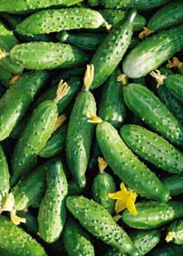 NotBotHA's tweet image. Influence of Fertilization System on the Quality of Cucumbers not-bot-horti-agrobo.blogspot.com/2018/06/influe…
