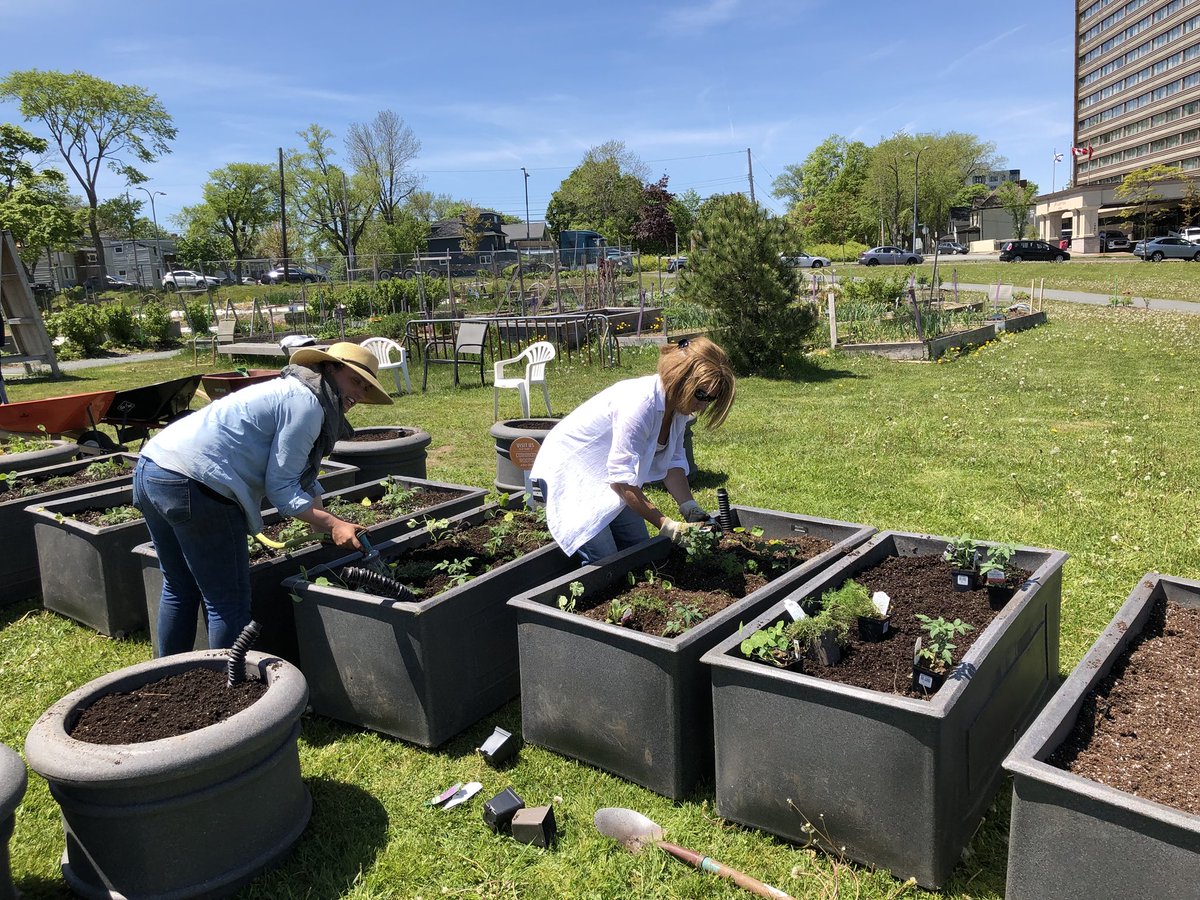 Pilon89's tweet image. Let’s get things growing in the neighbourhood! #SpaceToGrow. Great idea @KarlaonQuinpool. Stop by the branch in a few weeks for some 🍓🥒🌶🍅🥗 @Krista47Hanson @JoshHakk_TD