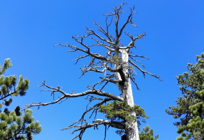 museumtoulouse's tweet photo. [SCIENCES ACTU] L’arbre le plus vieux d’Europe a été identifié https://t.co/85HLIc3G0K #arbre #Europe #Italus #pin #pinblanc #Italie https://t.co/rkGh0AXIIj