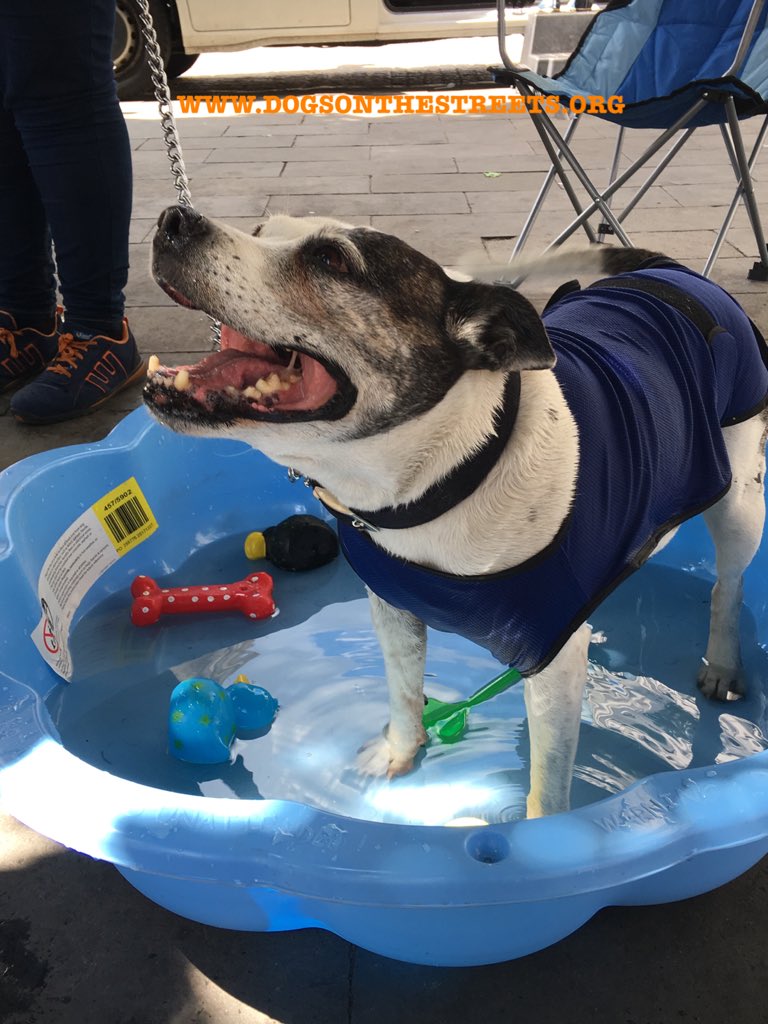 dotslondon's tweet photo. Ending today with a photo of pawjus Miss B who is a regular at our station as we support her with long term medication. Here she is having fun in the pool we had out for the dogs today &amp; also wearing one of the cooling coats donated by you here. We saw a total of 14 dogs.🧡 https://t.co/O3vWh35zyj