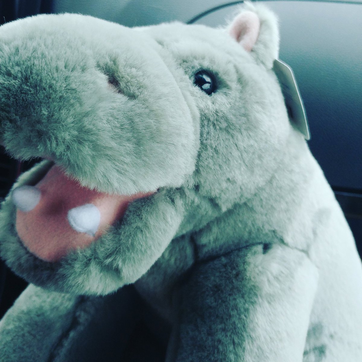 lg_ally's tweet photo. Daddy took me to the aquarium today he got me this cute little guy I love him so much!!!! #ddlg #ddlgcommunity #ddlgdaddy #ddlglittle #ddlgkink #ds #kinklife #littlegirlsfieldtrip #daytrippingwithdaddy https://t.co/AWplsfNS7U