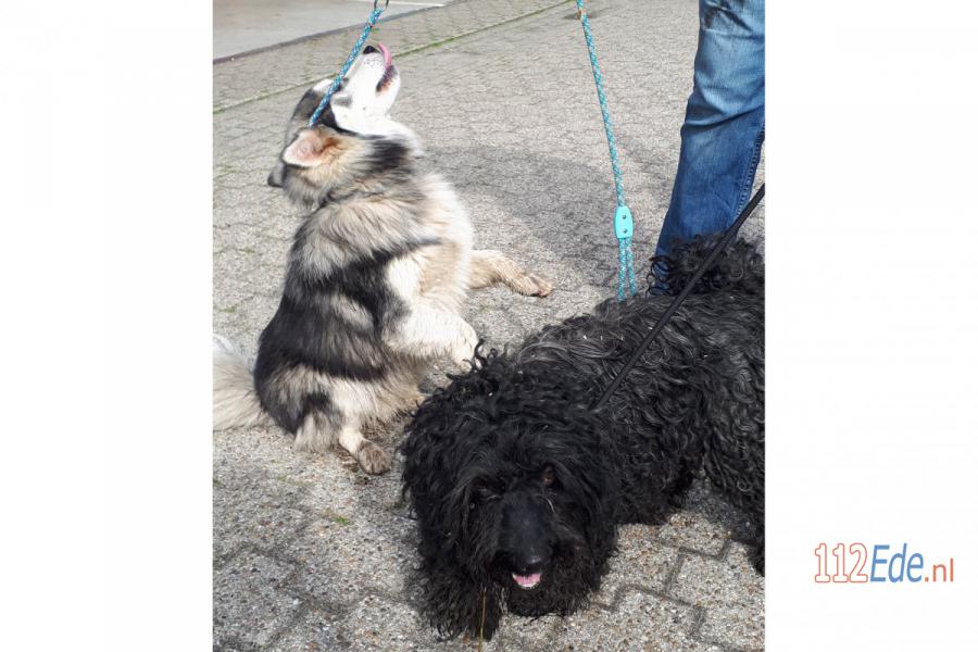 🚨 Honden aangetroffen in middenberm van autosnelweg A30 112.press/QW3rF3 112Ede https://t.co/hfATPeQ6Qw