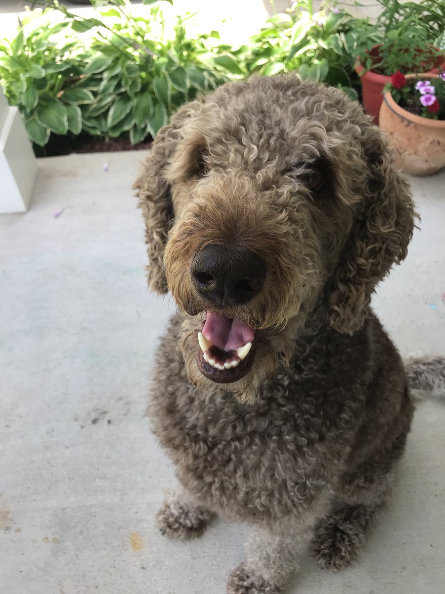 writercbk's tweet photo. @myhomenc @HeatherBurgiss Aw, Indy wants to be her friend! #labradoodle https://t.co/gYvDX2ulZZ