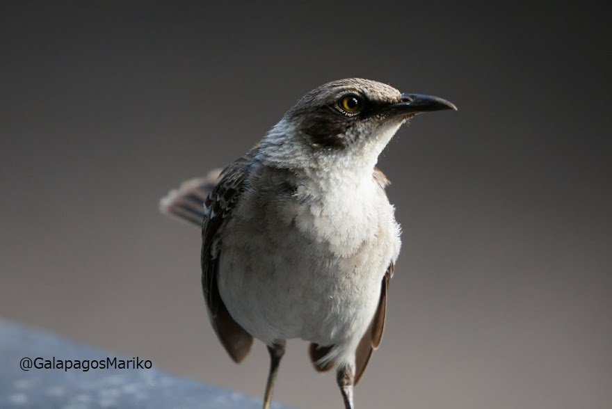 夢のガラパゴス イザベラ島で見たガラパゴスマネシツグミ Galapagos Mockingbird ガラパゴス諸島 ガラパゴス Galapagos Ecuador エクアドル T Co Cr50ktk9e1 夢のガラパゴス イザベラ島で見たガラパゴスマネシツグミ Galapagos Mockingbird ガラパゴス諸島 ガラパゴス Galapagos Ecuador エクアドル T Co Cr50ktk9e1