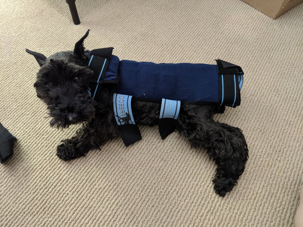 thebearded_lady's tweet photo. I asked to turn the AC on, but they decided to wrap me in ice instead. #notwhatimeant #cantstandup #notcoolmom #reallyitscold #takeitoffnow #ifihadmyteethiwoulddestroyit https://t.co/zQCyxPrOWY