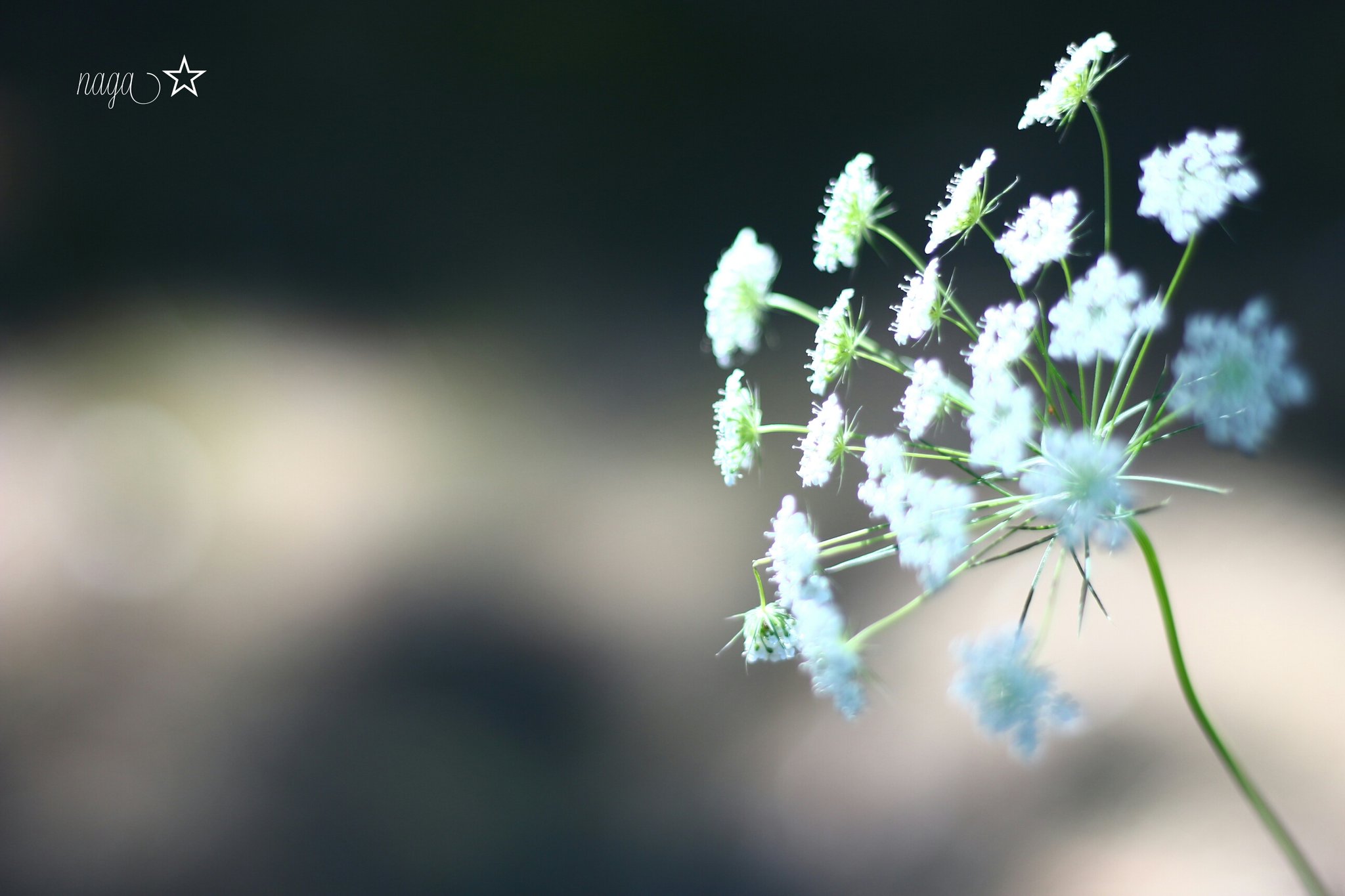 Naga Angelica シシウド 猪独活 花言葉 健康美 線香花火のような 可愛らしさ シシウド 写真の広場 写真で伝えたい私の世界 ふぉと T Co Ndoosqwvqc Twitter