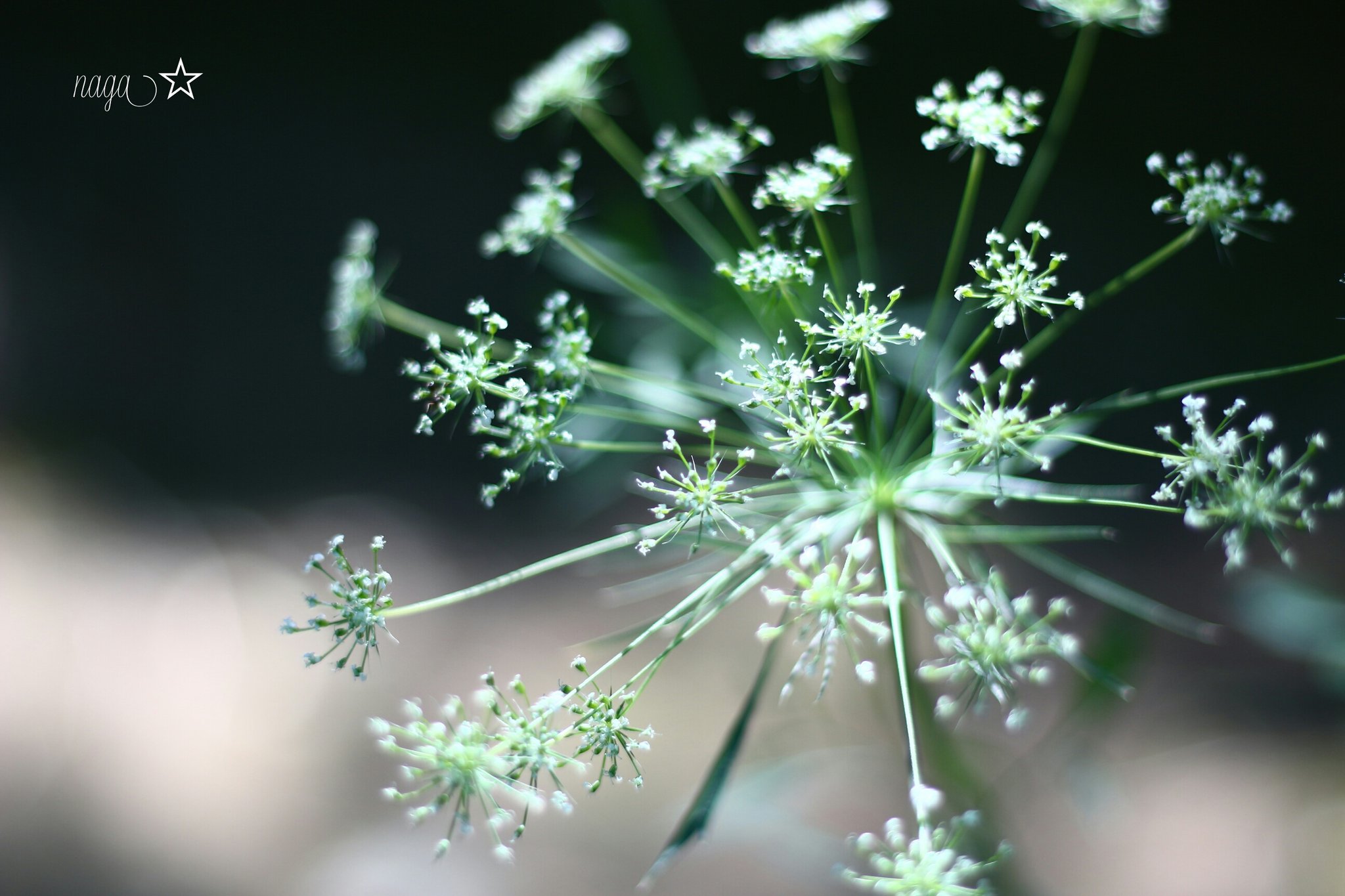 Naga Angelica シシウド 猪独活 花言葉 健康美 線香花火のような 可愛らしさ シシウド 写真の広場 写真で伝えたい私の世界 ふぉと T Co Ndoosqwvqc Twitter
