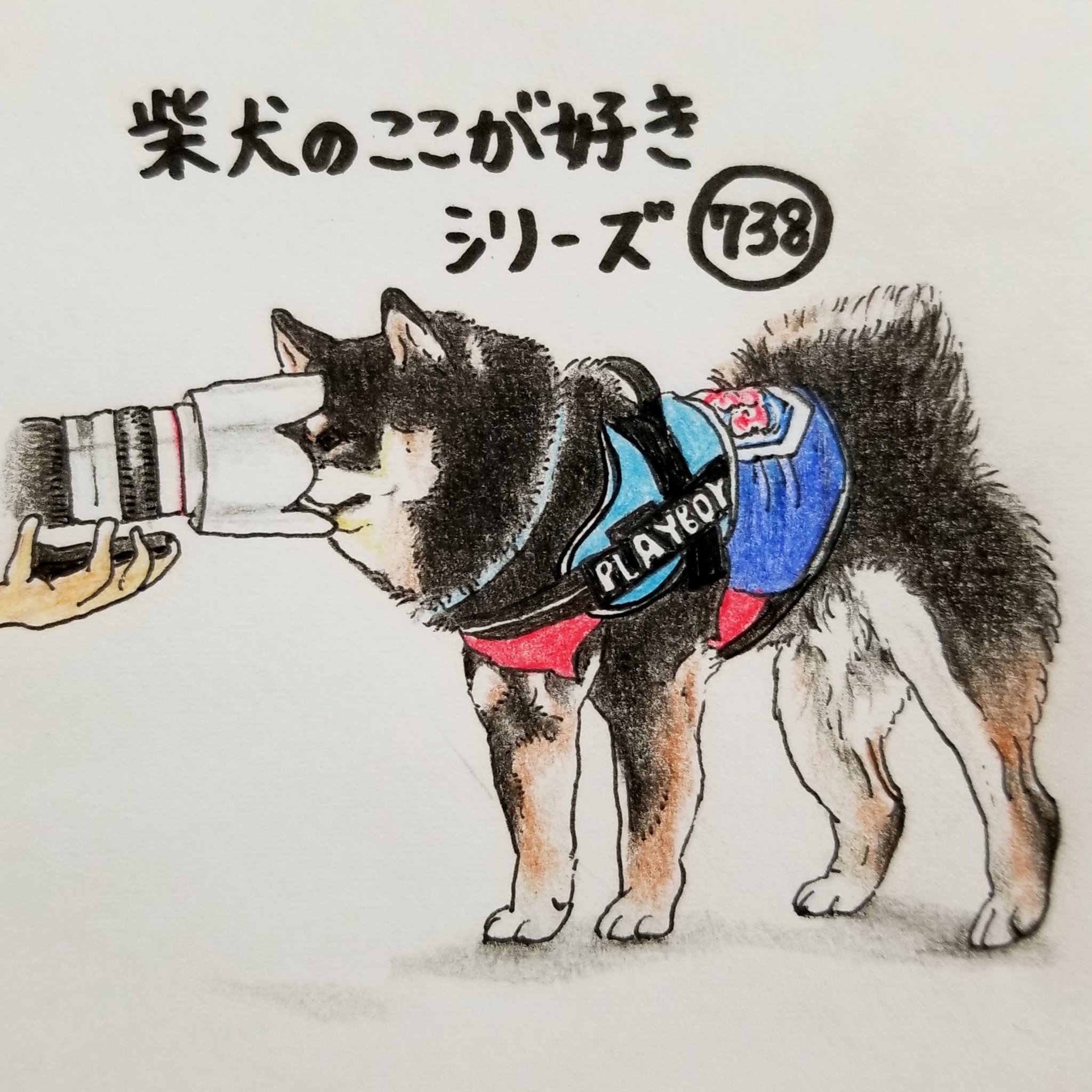 تويتر ここ柴 على تويتر カメラに寄り過ぎて ベストショットを撮ってもらえないとこ もう少し離れようか 柴犬のここが好き ここ柴 柴犬 黒柴 イラスト カメラ T Co Kluqv2tcfm