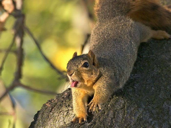 NCSU Squirrels tweet media