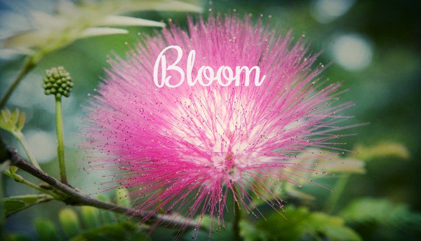 Nectar Yoga June Newsletter - Bloom - mailchi.mp/fb6106de28d0/f…