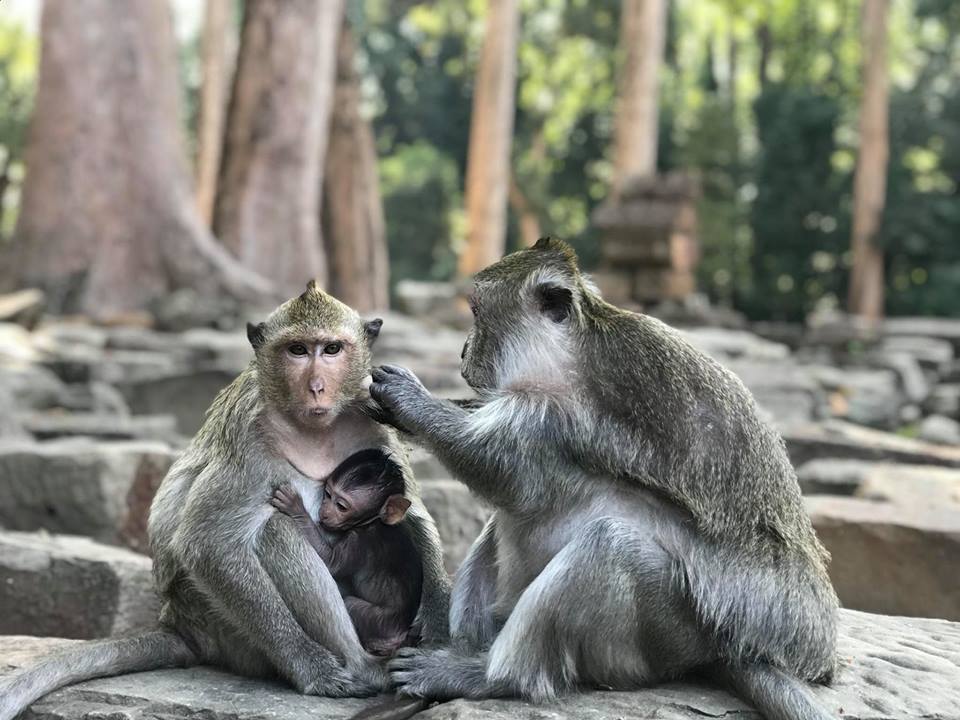 AmazingAngkorA1's tweet photo. Monkey just like the human being ! A family monkey @Angkorthom is caring each others and their #baby #travel #PL #photography #temple @bayontemple #AmazingWildlife dont forget visit our #beautifultemples you will bring back #UnforgettableLove #info@amazingangkoradventure.com https://t.co/ve6q7s40We