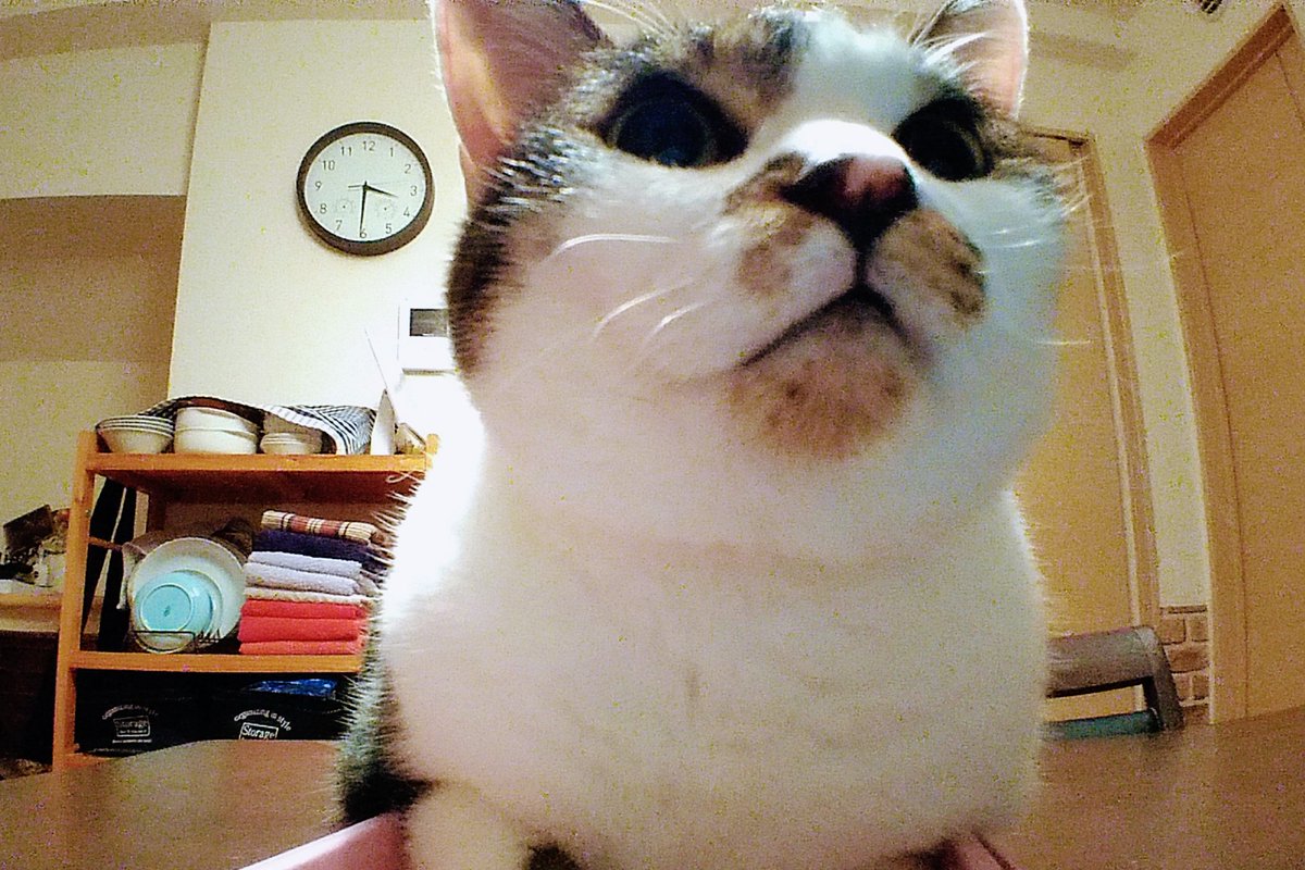 mai_1028's tweet photo. さて、今日は羽毛布団洗って干して
片付けて夏用と入れ替えよう。

#猫のいる暮らし
#Zenfone4MaxPro https://t.co/VnnaTAOU7a
