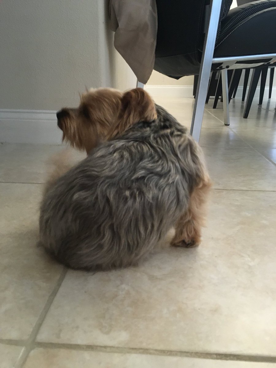 FactsMinute's tweet image. Sweet boy so fluffy