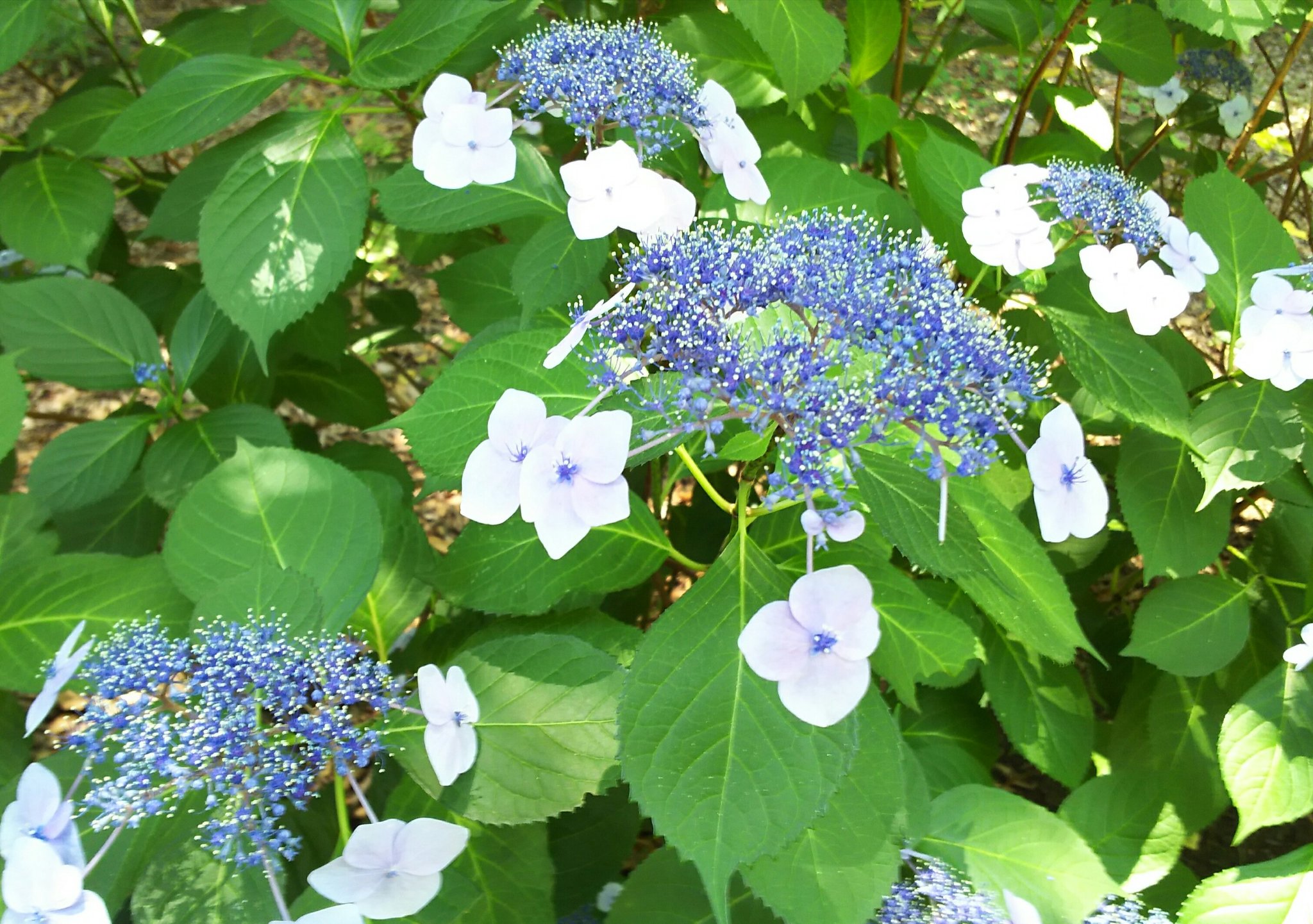 白鯨on Twitter 上野恩賜公園の紫陽花 T Co 6uz3knaudt Twitter