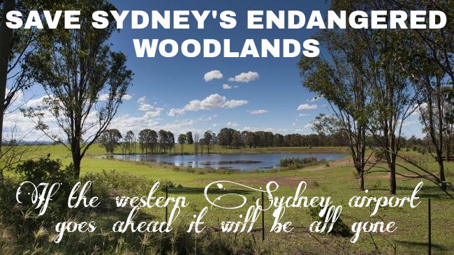 @naturensw @GladysB @smh @GladysB & her #Developer  mates always put #koalas #EndangeredSpecies & #EndangeredEcosystems LAST!!!#Selfish #MoneyHungry #liers !#nowesternsydneyairport @BurryJanie @Rawsa7 @SocietyBushland @BirdlifeOz @savesydco