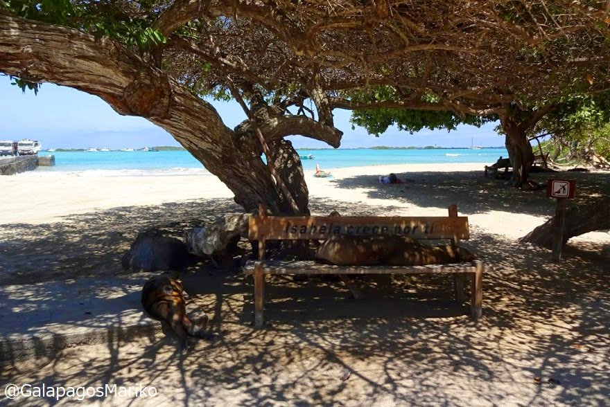 夢のガラパゴス イザベラ島の港すぐそばのplaya Isabelaビーチ 木陰のベンチでくつろぐたくさんのアシカを見ることができました ガラパゴス諸島 ガラパゴス Galapagos T Co Hbvwyex09m 夢のガラパゴス イザベラ島の港すぐそばのplaya Isabelaビーチ 木陰のベンチでくつろぐたくさんのアシカを見ることができました ガラパゴス諸島 ガラパゴス Galapagos T Co Hbvwyex09m