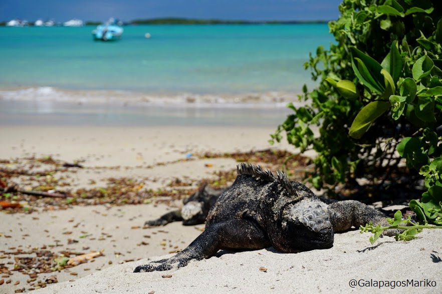 夢のガラパゴス 青く透き通る海とウミイグアナ イザベラ島playa Isabelaビーチにて撮影 ガラパゴス諸島 ガラパゴス Galapagos T Co Azspnsf2g0