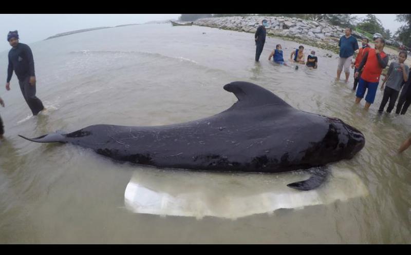 GuaTeSostenible's tweet image. Encuentran ballena muerta, con 80 bolsas de plástico en el estómago 😢 😭 | Vomito cinco veces antes de morir, algunas de las bolsas que le impidieron alimentase 🐋 
&amp;gt;&amp;gt; bit.ly/GuateSostenibl…