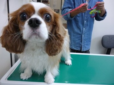 Image result for cavalier 犬 抱きしめる