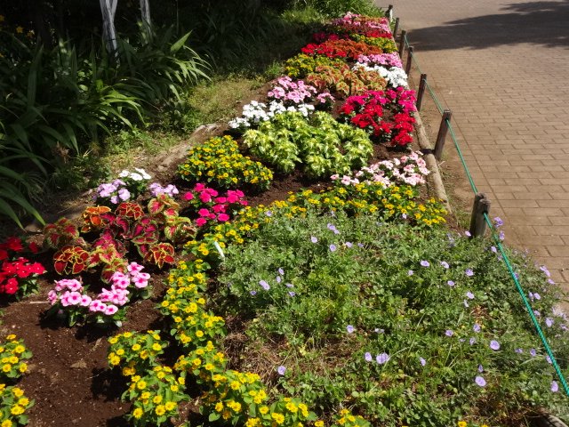 中田中央公園 บนทว ตเตอร 夏花壇は黄色の小さな花はメランポジウム 葉に赤や黄色のふの入ったコリウス 赤やピンクのニチニチソウを植えました 今日の夏のような強い日差しにも負けずに 元気に咲いてくれることでしょう 夏の花 メランポジウム コリウス