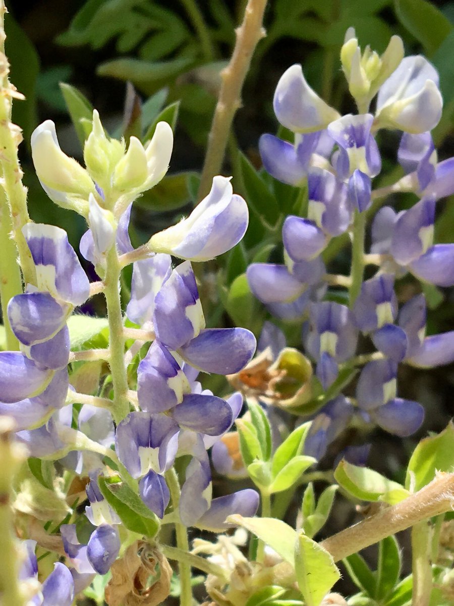 June 3rd and my bluebonnets are still blooming...impressed with your flowers <a href="/HEB/">H-E-B</a>! #myheb #favoriteflower