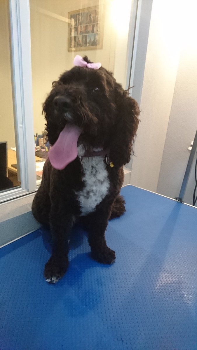 HenleyPaws's tweet photo. https://t.co/9PagTit4Jx