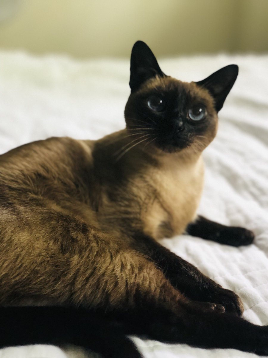 rebbford's tweet photo. Meow https://t.co/oS8LMetXDT