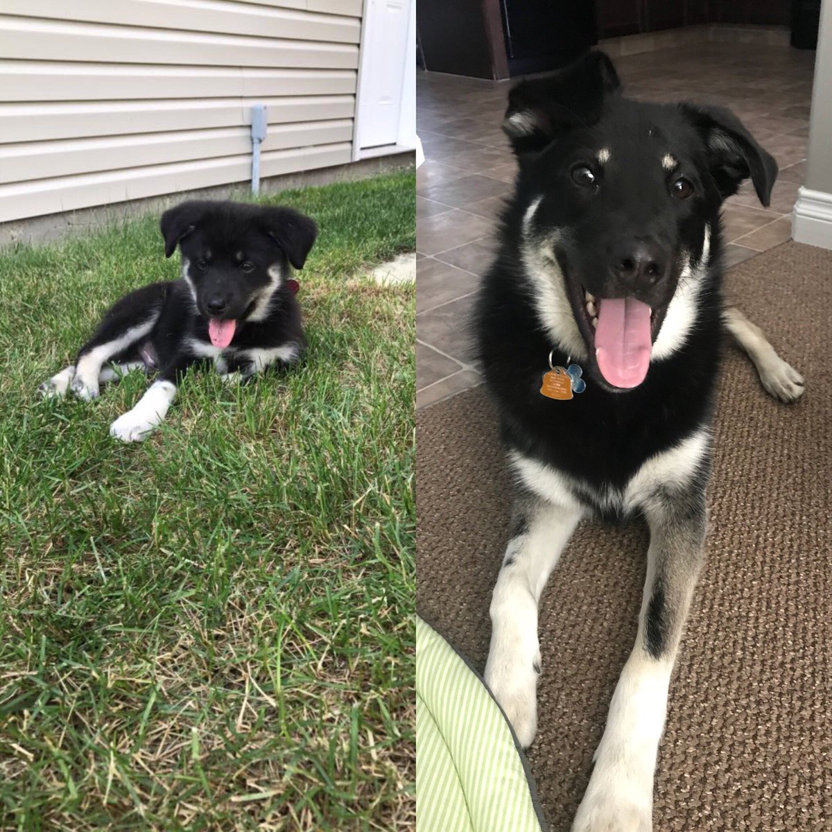 breannetidemann's tweet photo. One year ago today we brought this fur baby home. #stillcute #stilltrouble https://t.co/8xKDvcH5Hy