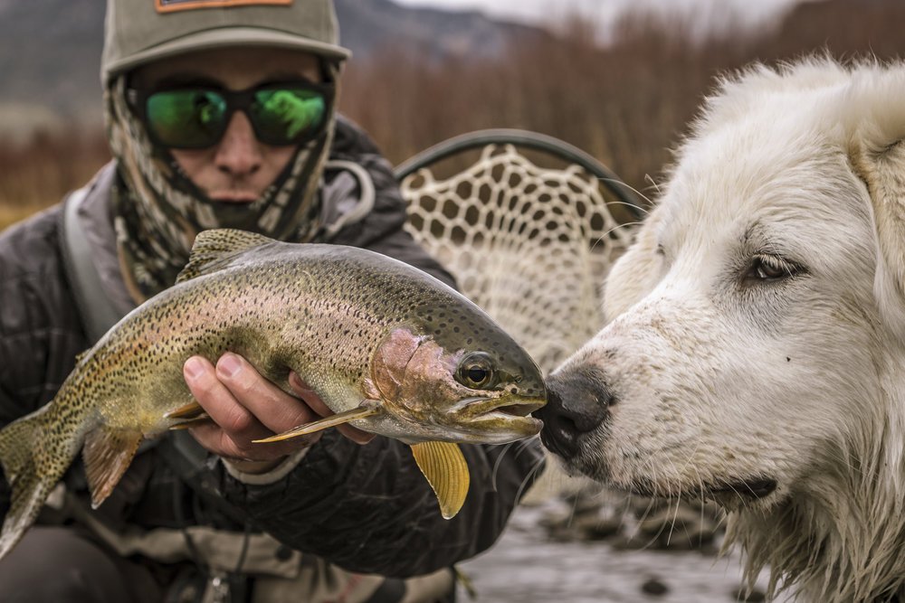 updogbox's tweet photo. Take your puppers out on the water for National Go Fishing Day! Watch your hooks and don’t let them grab a scaly snack. #BecauseDogsRule https://t.co/DKlxg8oQok