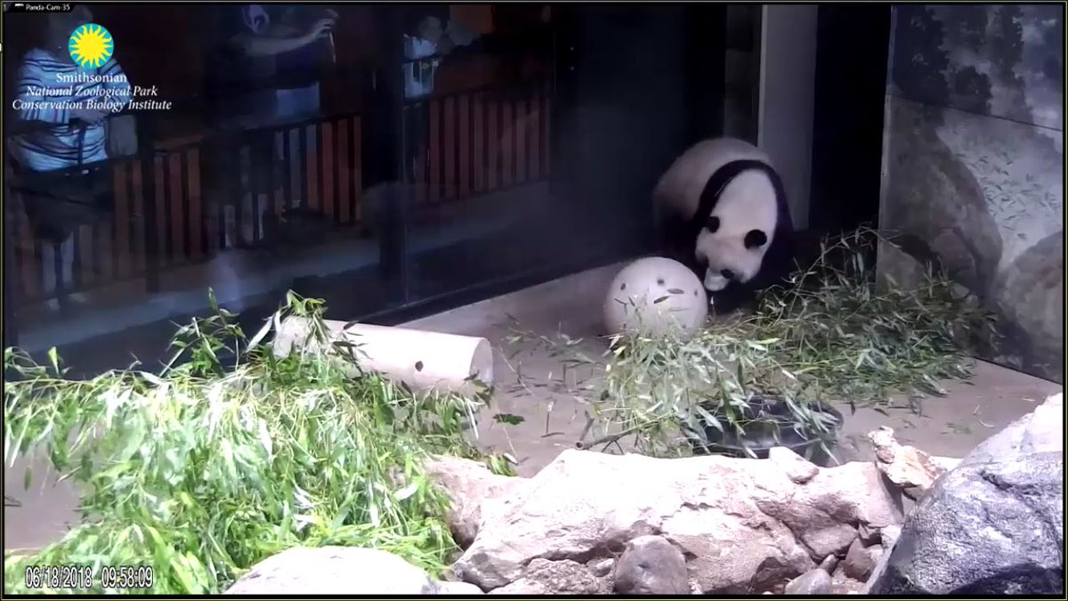 pinkypanda0823's tweet photo. GMLY!! The Bei started his day with a fruitie, had some boo, then some bikkies, and now a nap. Mwah!! #BeTheBei https://t.co/WVUFM74KEg