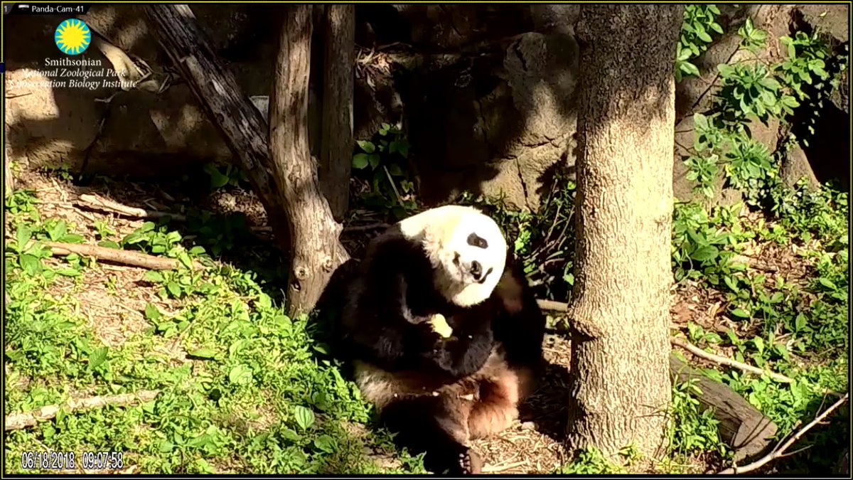 pinkypanda0823's tweet photo. GMLY!! The Bei started his day with a fruitie, had some boo, then some bikkies, and now a nap. Mwah!! #BeTheBei https://t.co/WVUFM74KEg