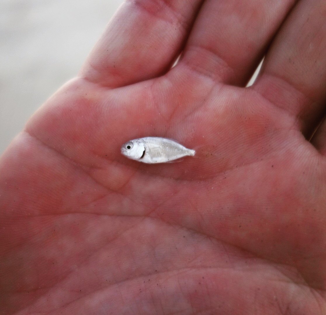 IDC Sports on X: #Huge #fish are biting . #fishing #tiny #little #bite  #coastal #cost #surf #bait #shiny #hand #silver #small #idc #idcsports  #gulf #rain #photo #photography #focus #sony #rx100 #pink #outdoors #