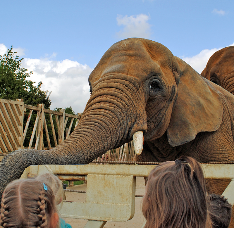SchoolTripsUK's tweet photo. From classification and conservation to debating and marketing, sessions @ColchesterZoo encourage interaction through investigating objects, discussion, observation, demonstrations and games - https://t.co/bn5KzxWqw9 https://t.co/iIN8tFrAYa