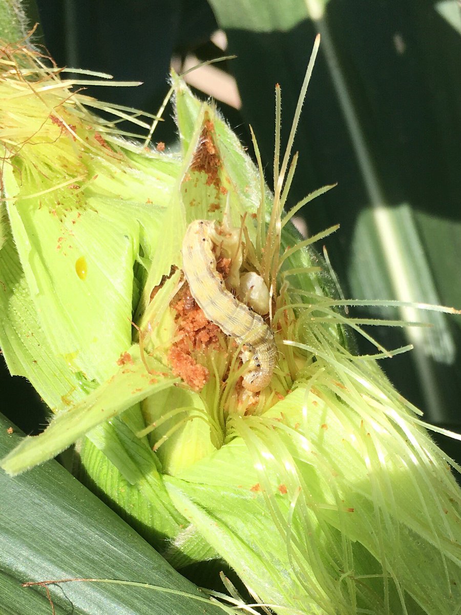 Don Cook tweet media