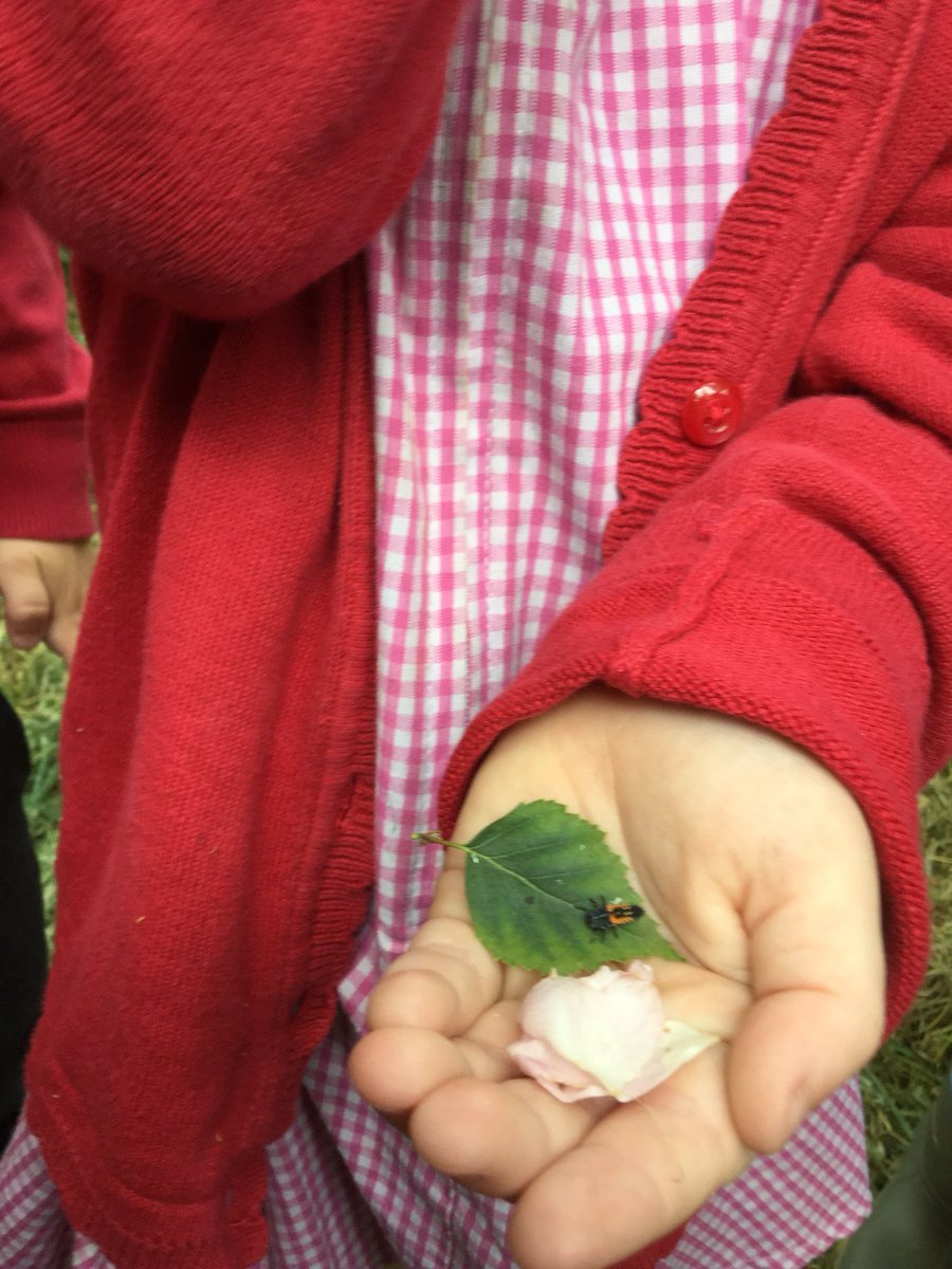 OLadybirds's tweet photo. Fabulous fun in the forest for #oaktreeoutdoorclassroomday we found lots of flowers, buds, berries and bugs! @WoodlandTrust https://t.co/Dp2SrwkGcx
