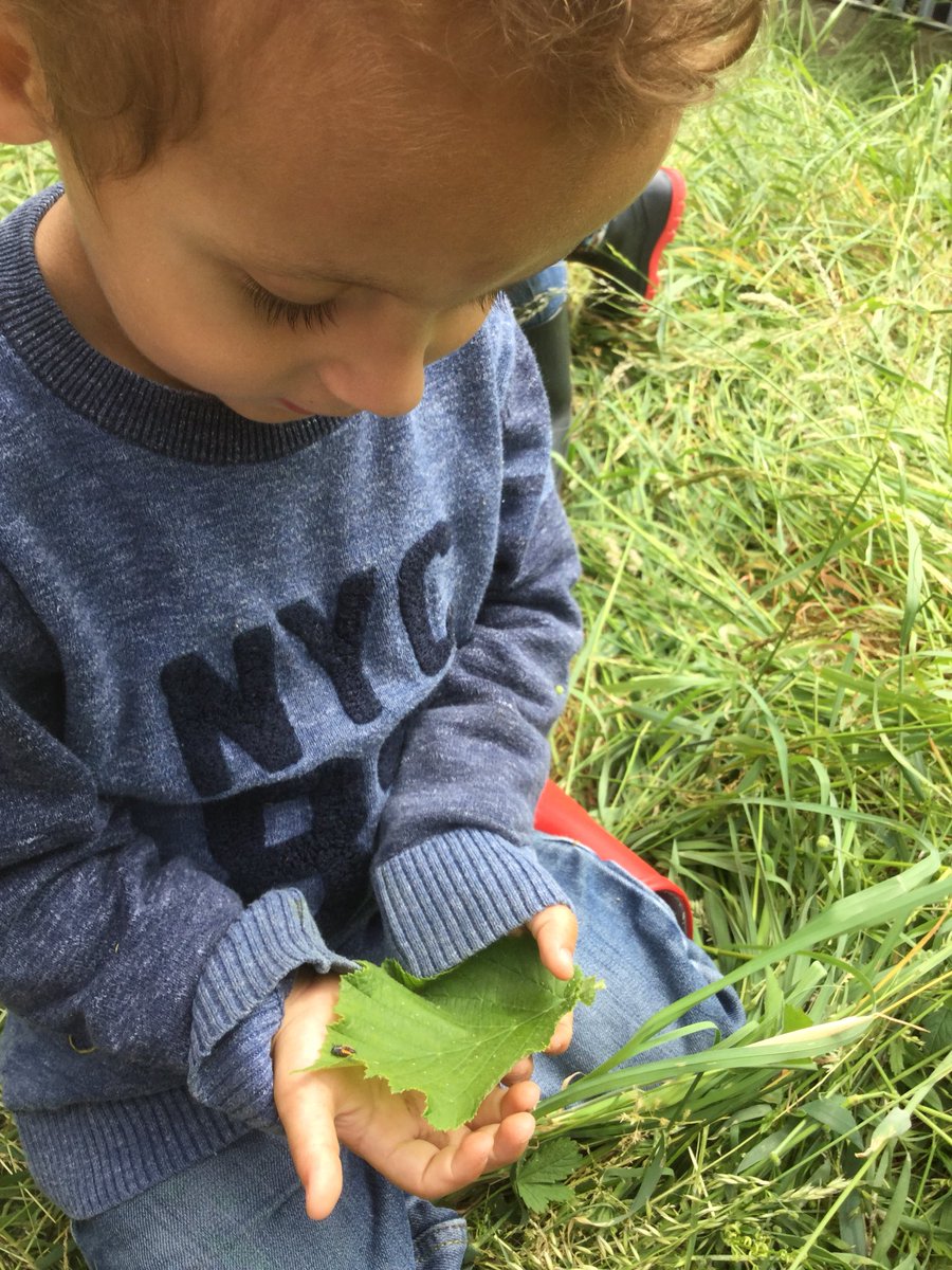 OLadybirds's tweet photo. Fabulous fun in the forest for #oaktreeoutdoorclassroomday we found lots of flowers, buds, berries and bugs! @WoodlandTrust https://t.co/Dp2SrwkGcx