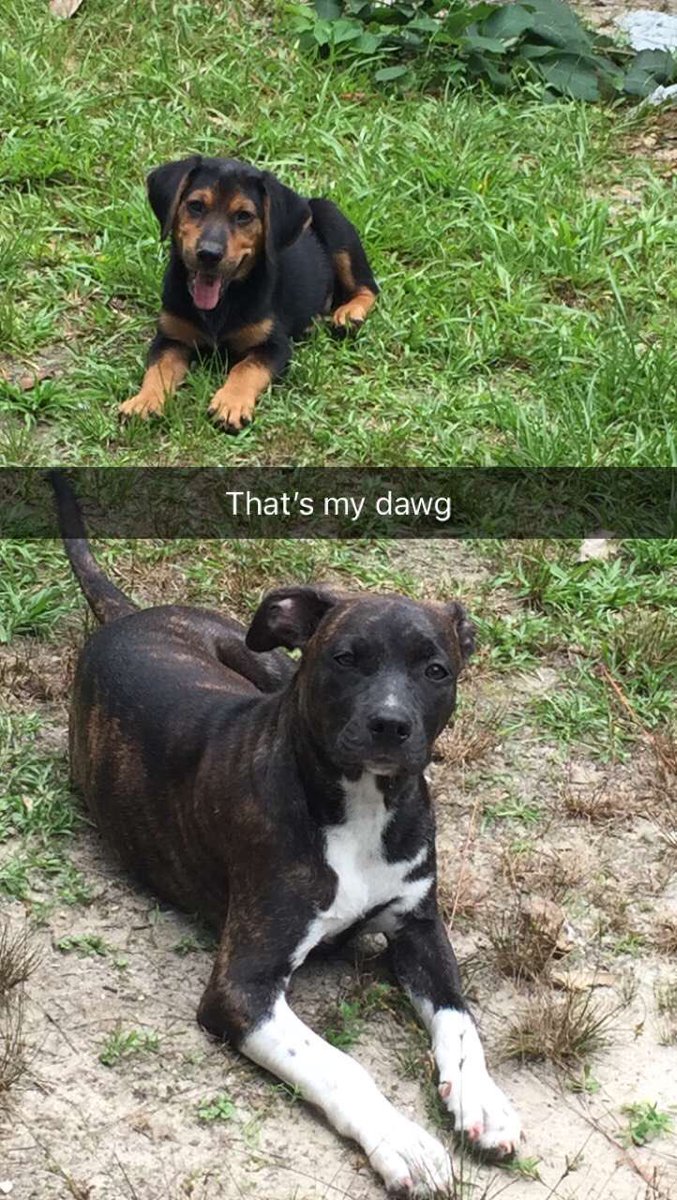 phatjoe2133's tweet photo. Pretty much the smartest beings I’ve ever spoken too. Thank you God for pups🙏🏽 https://t.co/e9U8gntSd6