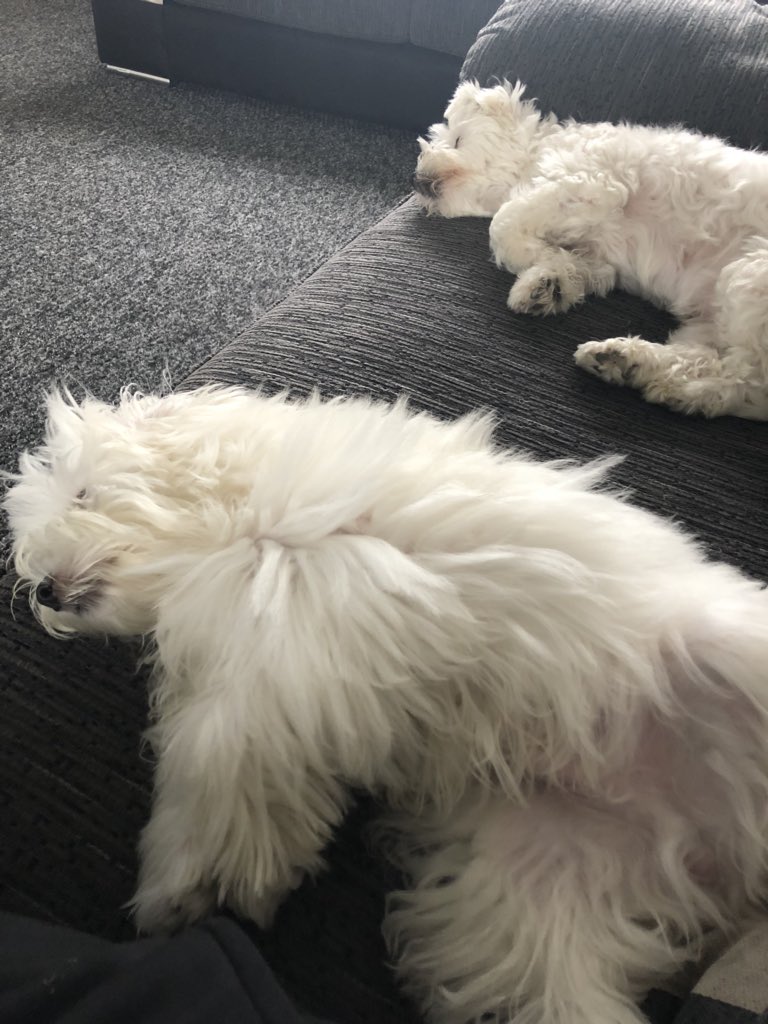 InnPaws's tweet image. Tired long walk and great food