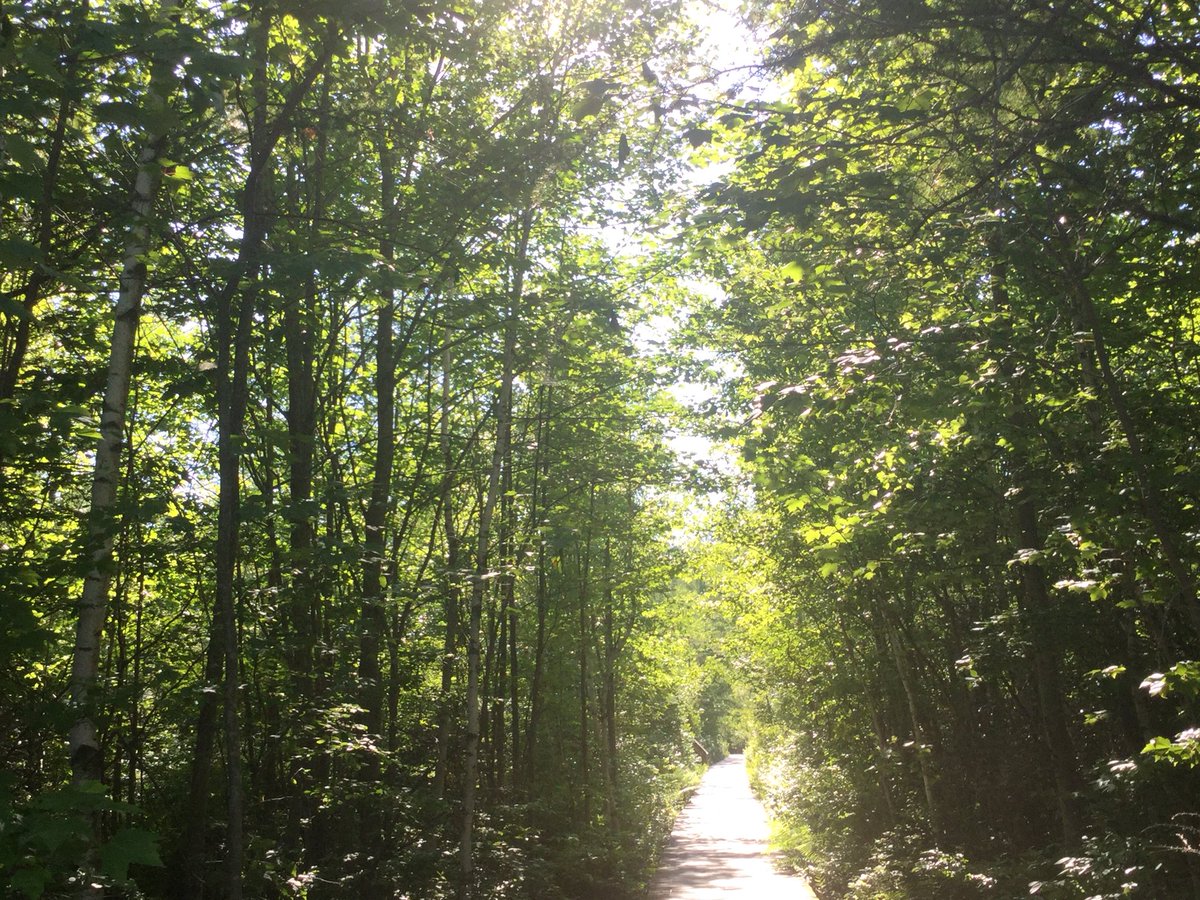 Victoria9161's tweet image. Was taking pictures in the forest because...ya I don’t know here they are