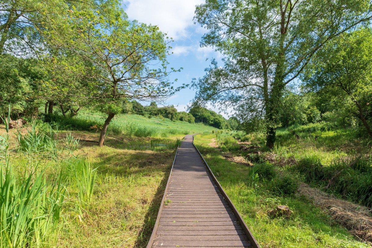 friendlyevalley's tweet photo. The Lye Valley looking wonderfully verdant in the summer sunshine today. A great place for a relaxing walk, and a priceless green space in the heart of Headington.
A #WildOxford site. https://t.co/PwlsiF5ECW