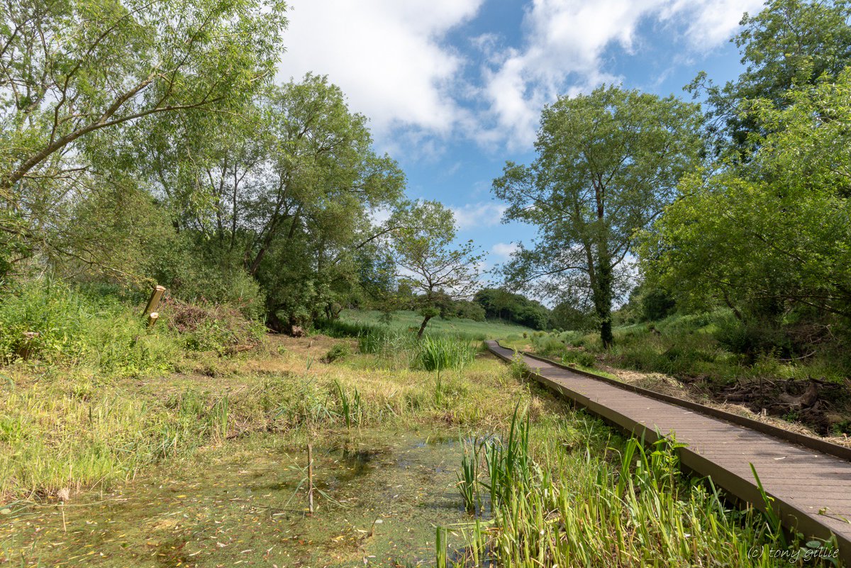 friendlyevalley's tweet photo. The Lye Valley looking wonderfully verdant in the summer sunshine today. A great place for a relaxing walk, and a priceless green space in the heart of Headington.
A #WildOxford site. https://t.co/PwlsiF5ECW