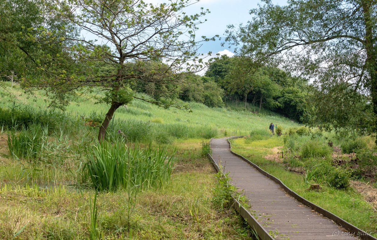friendlyevalley's tweet photo. The Lye Valley looking wonderfully verdant in the summer sunshine today. A great place for a relaxing walk, and a priceless green space in the heart of Headington.
A #WildOxford site. https://t.co/PwlsiF5ECW