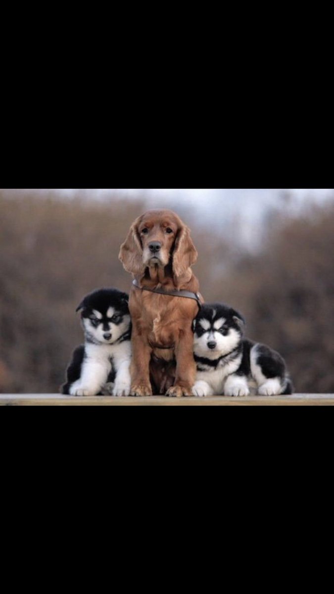 InnPaws's tweet image. 