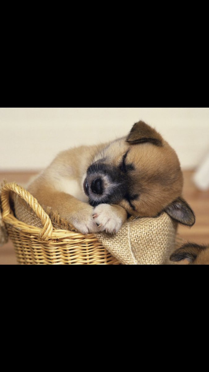 InnPaws's tweet image. 