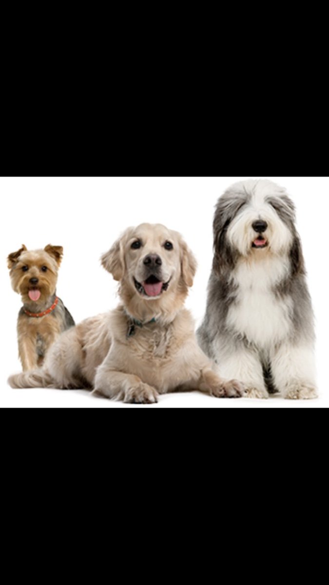 InnPaws's tweet image. 