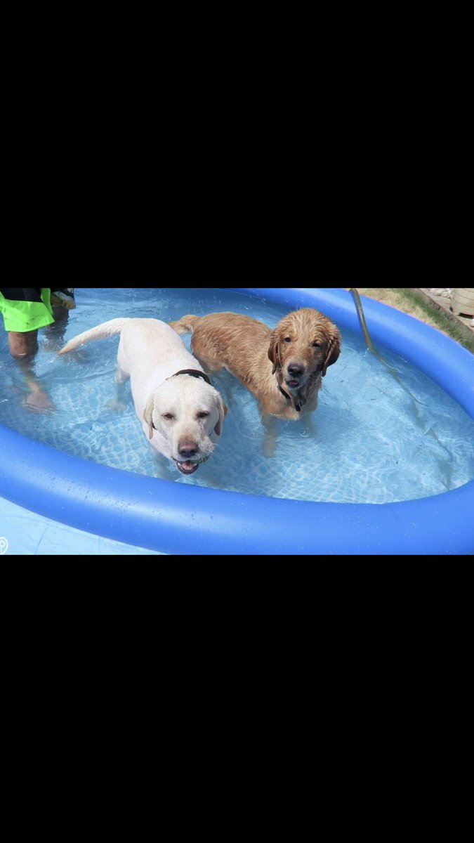 InnPaws's tweet image. 