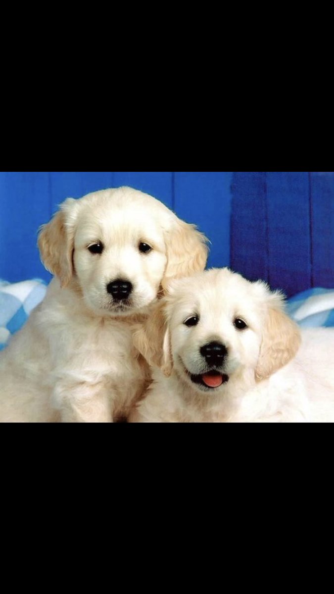 InnPaws's tweet image. 