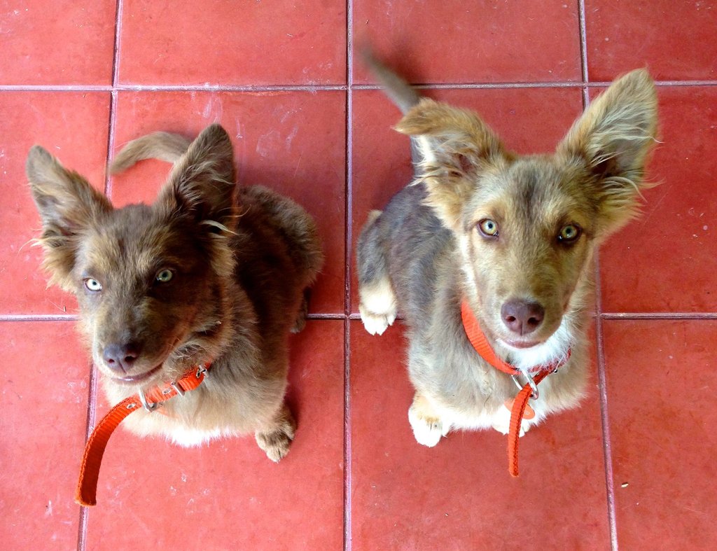 isabelalujan's tweet photo. I still remenber the first days after we adopted these babies like if it was yerterday. And there's not a single day that I regret about my decision of having taken them off the streets.

#dogs #dogsoftwitter #adopteddogs #Maichak #Chike #lospelirrojos #realtordogs #brokerdogs https://t.co/85dGeEpoL1